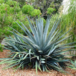 Agave Tequilana Leaf Extract