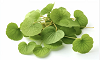 2% Gotu Kola Extract
