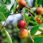 Jojoba Esters + Caprylic/Capric Triglyceride
