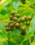Phellodendron Amurense & Grapefruit Extract