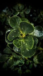 Portulaca Oleracea (Purslane) Extract