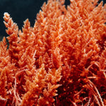 Red Algae Extracts