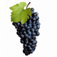Resveratrol-300x300.png__PID:4dea4170-86f0-45af-9f8f-034c3a01c853