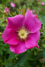 Rosa Rugosa (Bulgarian Rose) Flower Water & Oil