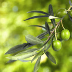Squalane (Plant-Derived)