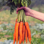 Tocopherol (Vitamin E) + Carrot Extract