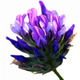 bakuchiol-300x300.png__PID:32164dea-4170-46f0-95af-df8f034c3a01