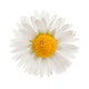 chamomile.jpg__PID:00d112cc-724a-4d09-99f8-606f899d6049